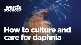 Caring and Culturing for Daphnia [upl. by Yzdnil]