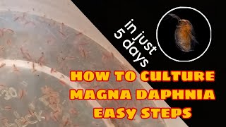 How to Culture Magna Daphnia Easily [upl. by Berghoff]