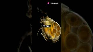 How to culture Daphnia for your Aquarium [upl. by Ingemar]