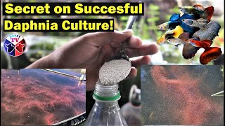 How to Culture Daphnia Successfully [upl. by Nwahsirhc]