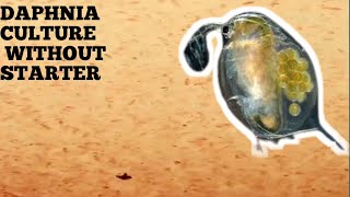 HOW TO CULTURE DAPHNIA NATURALLY WITHOUT A STARTER [upl. by Narrat160]