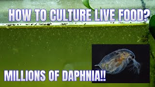 How to Culture Daphnia Secret Method to Breed MILLIONS  Simply Aquatic [upl. by Cirdek]