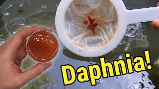 How I Culture Daphnia In Outdoor Tubs [upl. by Lerad473]