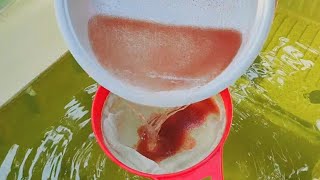 How to culture daphnia  Daphnia culture  How to grow daphnia outdoor [upl. by Aytak]