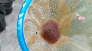 How to culture daphnia moina in a small container Part 1 English Subtitle [upl. by Lienahs]