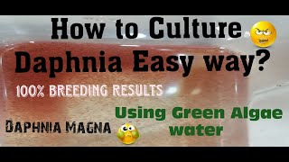 Daphnia MagnaHow to Culture Daphnia Easy wayCulturing Daphnia using Green water Daphnia [upl. by Alarice]