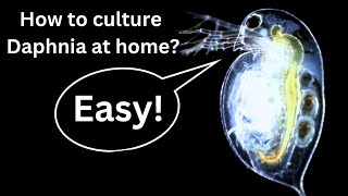 BEST Live Fish Food Beginner guide How to Culture Daphnia at home [upl. by Hotze543]