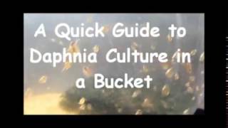 How to culture daphnia outside [upl. by Ephraim]