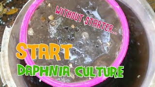 How to culture daphnia moina the easy way 1  Starting the Daphnia culture [upl. by Beare]