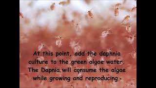 Daphnia  How to grow daphnia in your home [upl. by Adnaral]