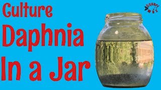 How to Culture Daphnia in a Jar [upl. by Nueoras53]