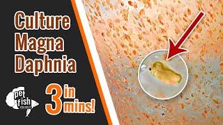 How to culture DAPHNIA MAGNA  The easy way [upl. by Warner]