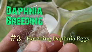 Daphnia Culture made simple and easy 3  Hatching Daphnia eggs [upl. by Noiemad]