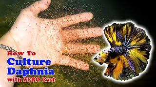 How to Culture Daphnia with ZERO Cost  Unlimited Live Food For Our Fish [upl. by Everson]