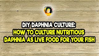 DIY Daphnia Culture How to Culture Nutritious Daphnia as Live Food for Your Fish [upl. by Letsyrhc]