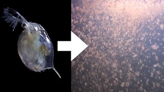 How I Culture Daphnia [upl. by Cattan]