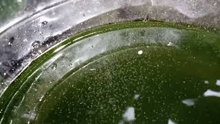 DAPHNIA MOINA CULTURE IN A SMALL BUCKET [upl. by Naliorf187]