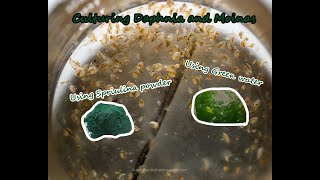 How To Culture Daphnia and Moinas using Green Water Spirulina powder [upl. by Rephotsirhc584]