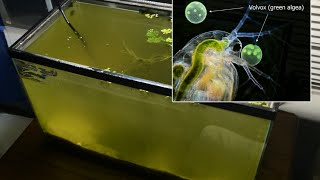 Raising Daphnia for the Freshwater Aquarium [upl. by Klute]