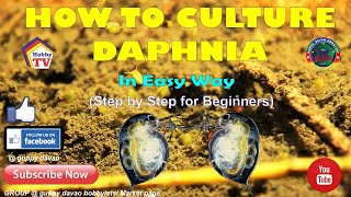 HOW TO CULTURE DAPHNIA In Easy Way [upl. by Fennelly444]